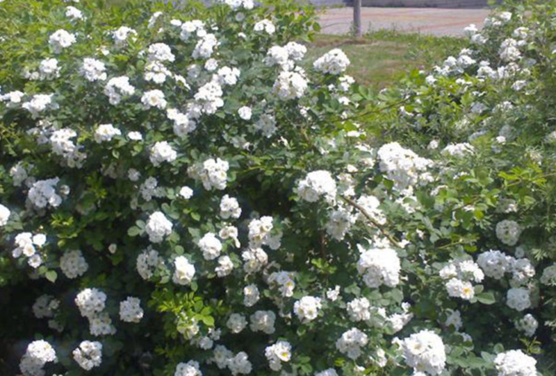 蔷薇(rosa multiflora)